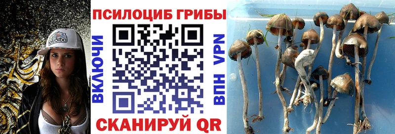 KRAKEN зеркало  Краснообск  Псилоцибиновые грибы MAGIC MUSHROOMS  наркошоп 